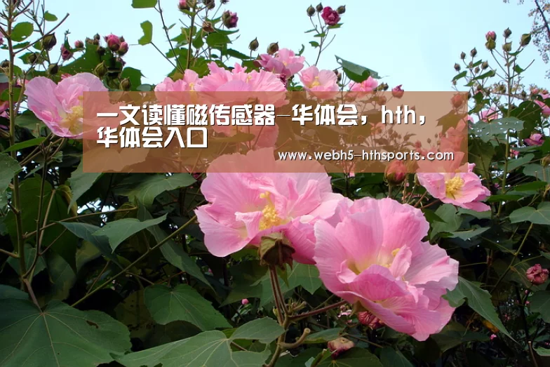 华体会，hth，华体会入口